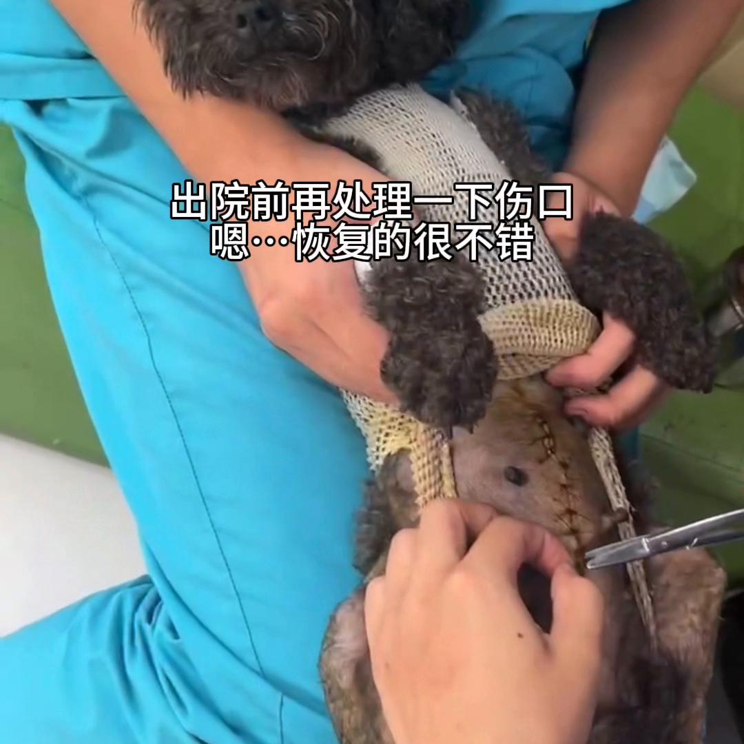 狗狗难产死掉了,狗狗难产一般多久就得去医院