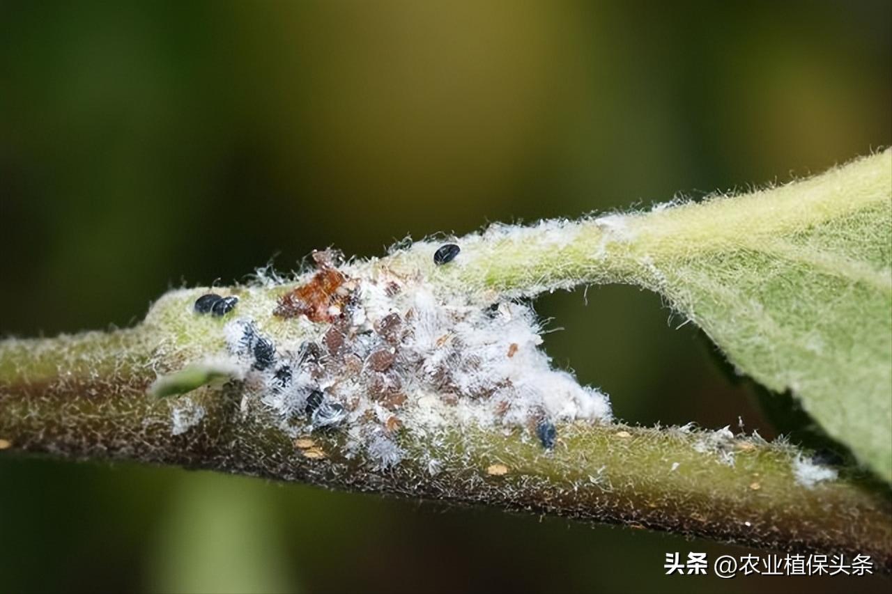 昆虫和害虫种类,昆虫和害虫的分类