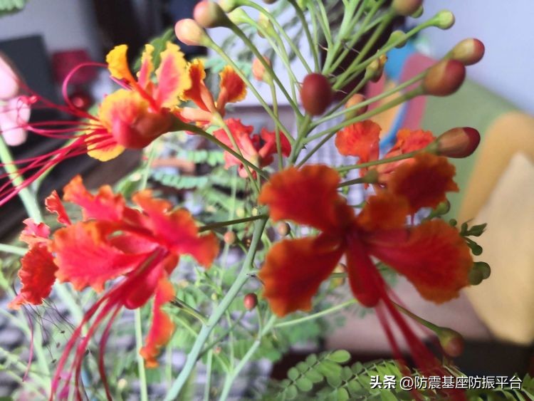 从发芽到开花的乐趣,从种子到果实成熟的感悟