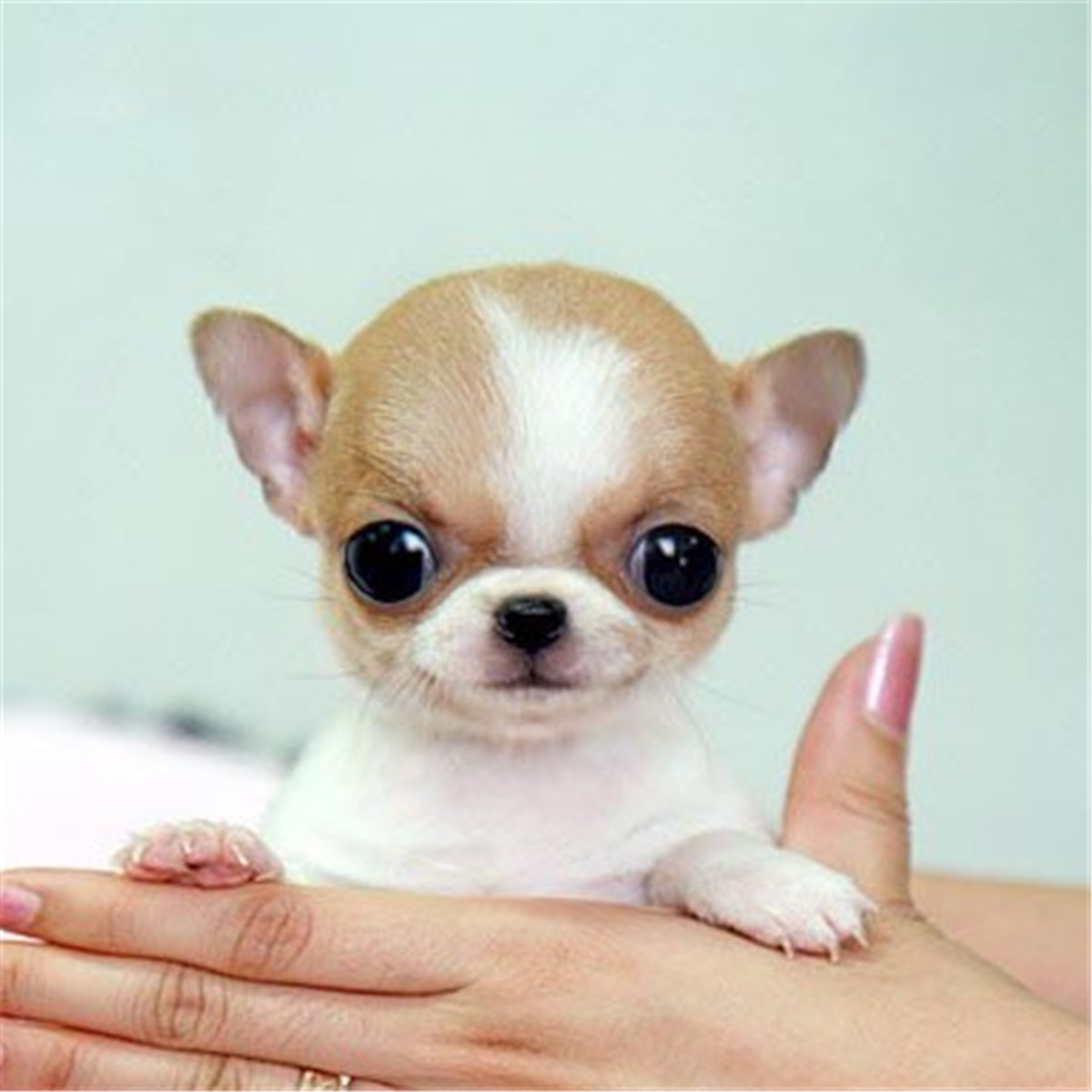 吉娃娃图片价格多少钱一只,吉娃娃多少钱一只很小