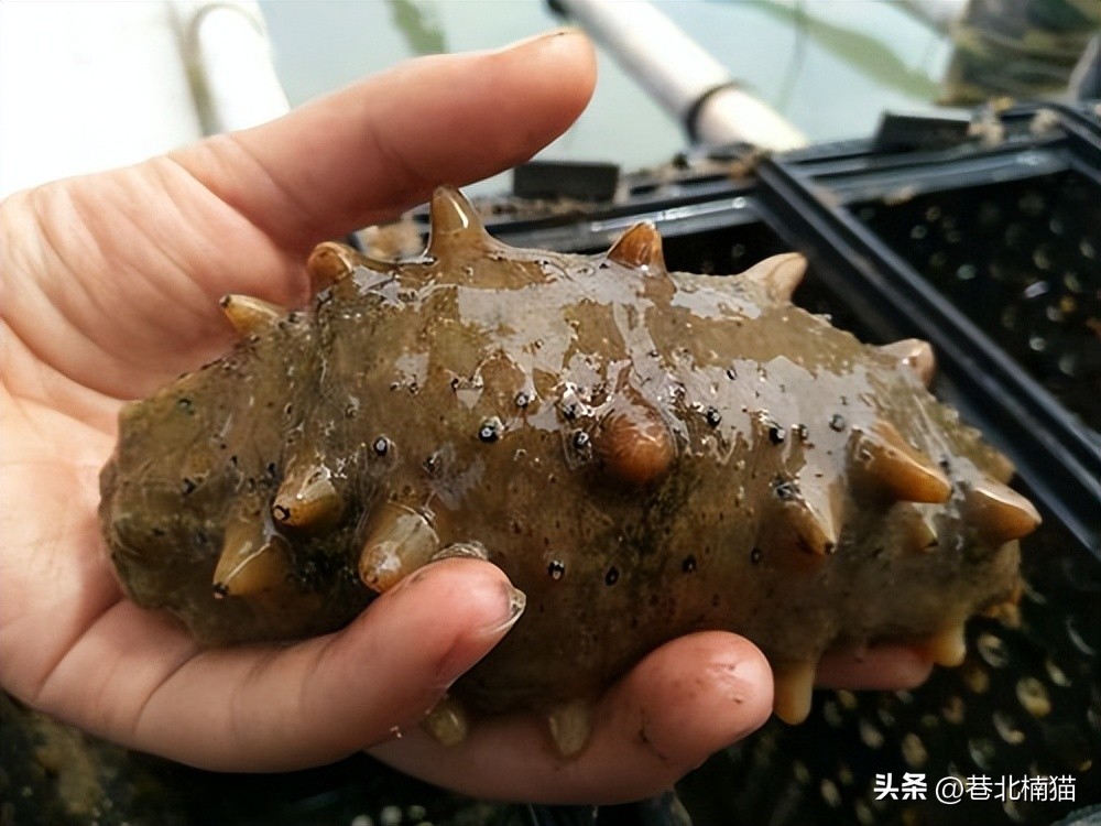 小伙花100块买下石头,小伙花一亿多买石头沉入海底