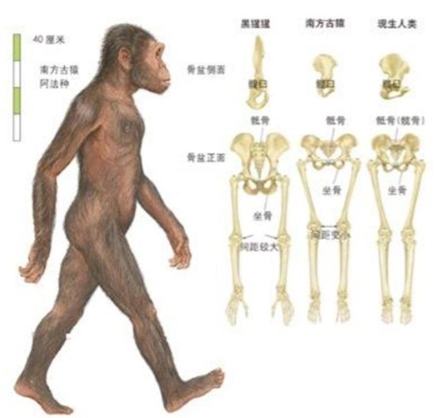 人类全身褪去毛发后，为何只留下了头发、阴毛和腋毛？忘记褪了？