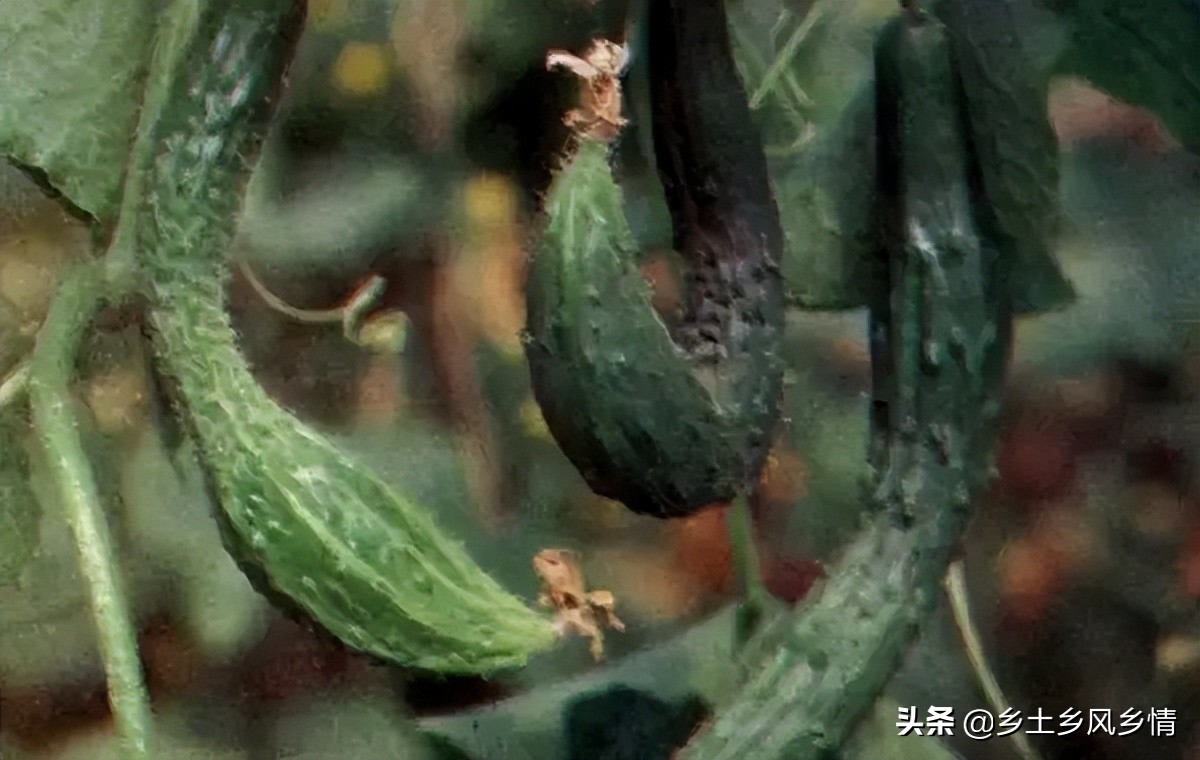 黄瓜弯瓜的原因和治疗方法,黄瓜出现细腰瓜是什么原因