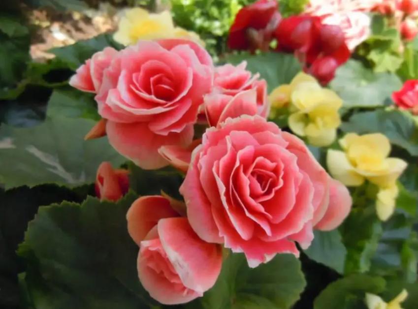 种花浇水20天盆没干能浇水吗,室内种花浇水不漏水