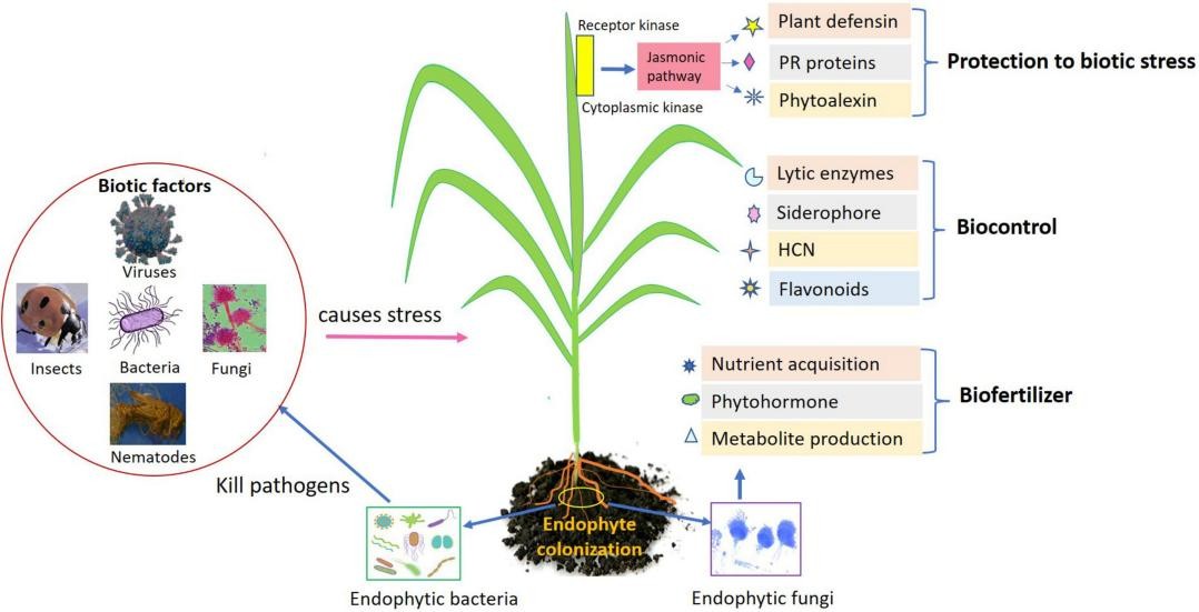 子囊菌门真菌：生物表面活性剂的有益生产者