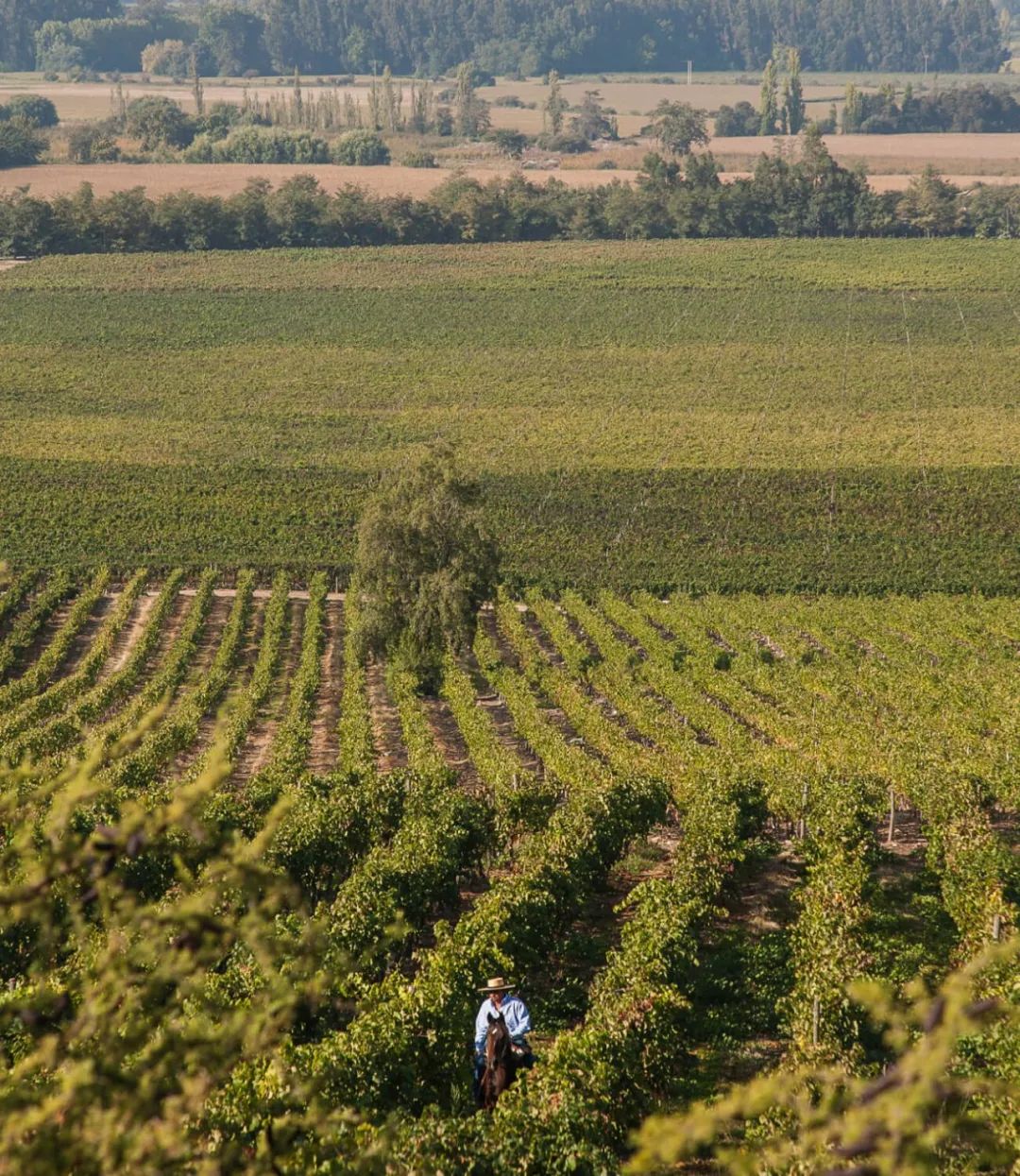 智利十八罗汉之一威玛,智利十八罗汉威玛