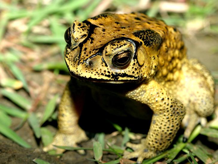 养殖中华大蟾蜍需要什么手续,蟾蜍的人工养殖成功了吗