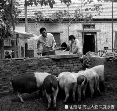 我们的知青岁月——杀狗