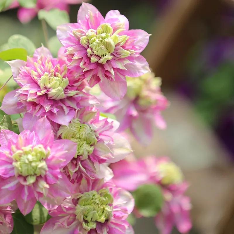 因为这种花,我掉进了花坑