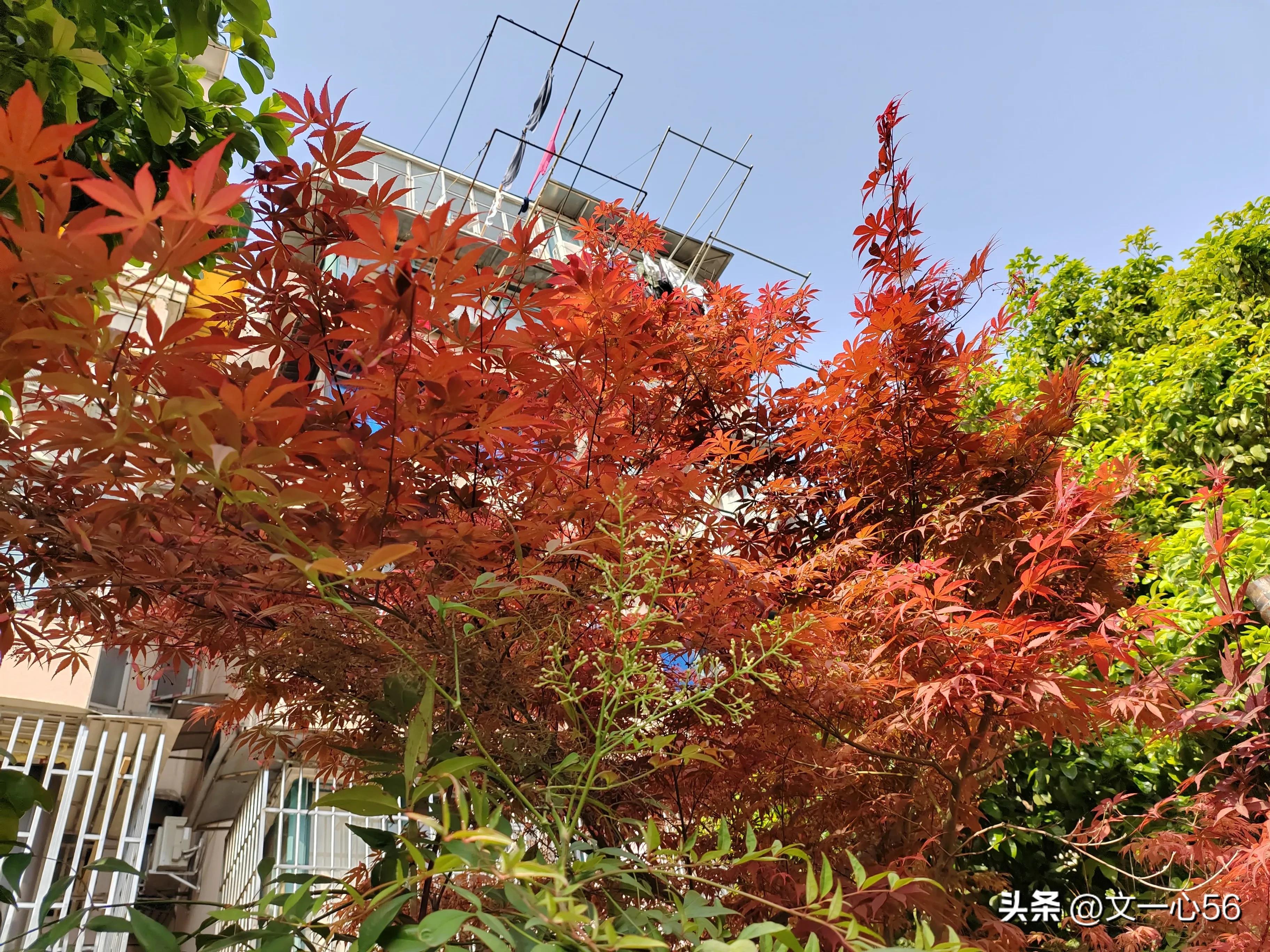 化疗的副作用和并发症,动脉化疗和静脉化疗副作用