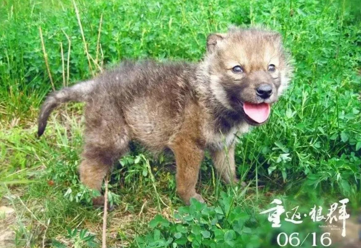 12年前把狼带回家当儿子,12年前成都女孩把狼儿带回家
