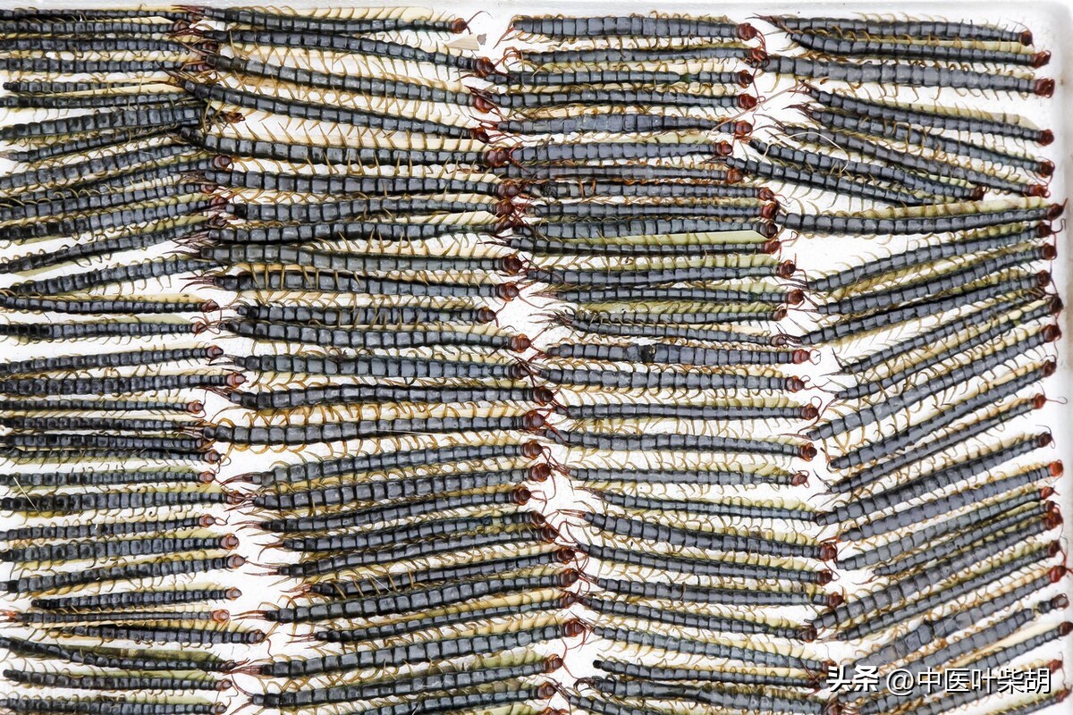 蜈蚣治前列腺炎,蜈蚣治疗前列腺炎