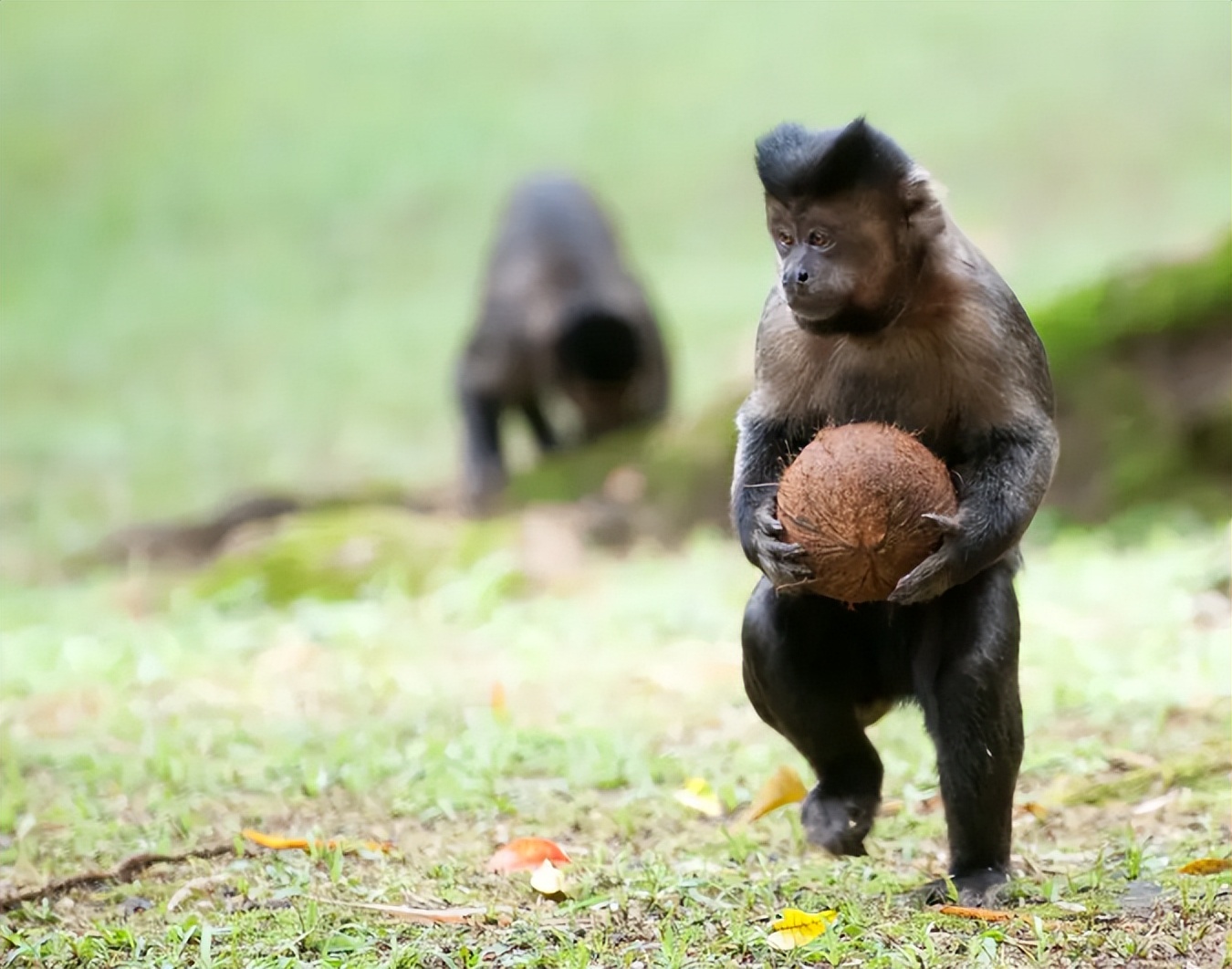 国字形脸的猴子,国字脸和络腮胡的猴子