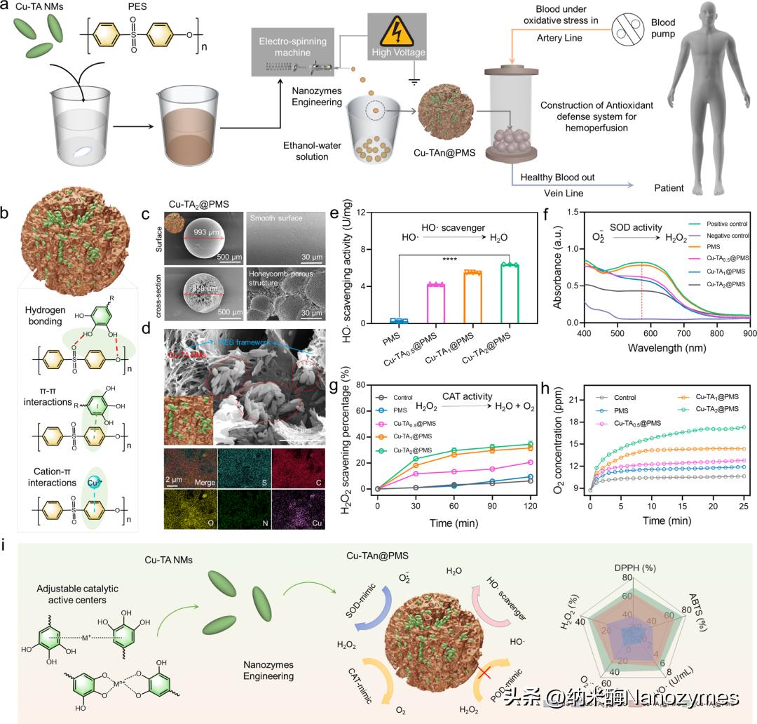 工程抗氧化级联金属酚醛纳米酶缓解体外血液净化过程中的氧化应激