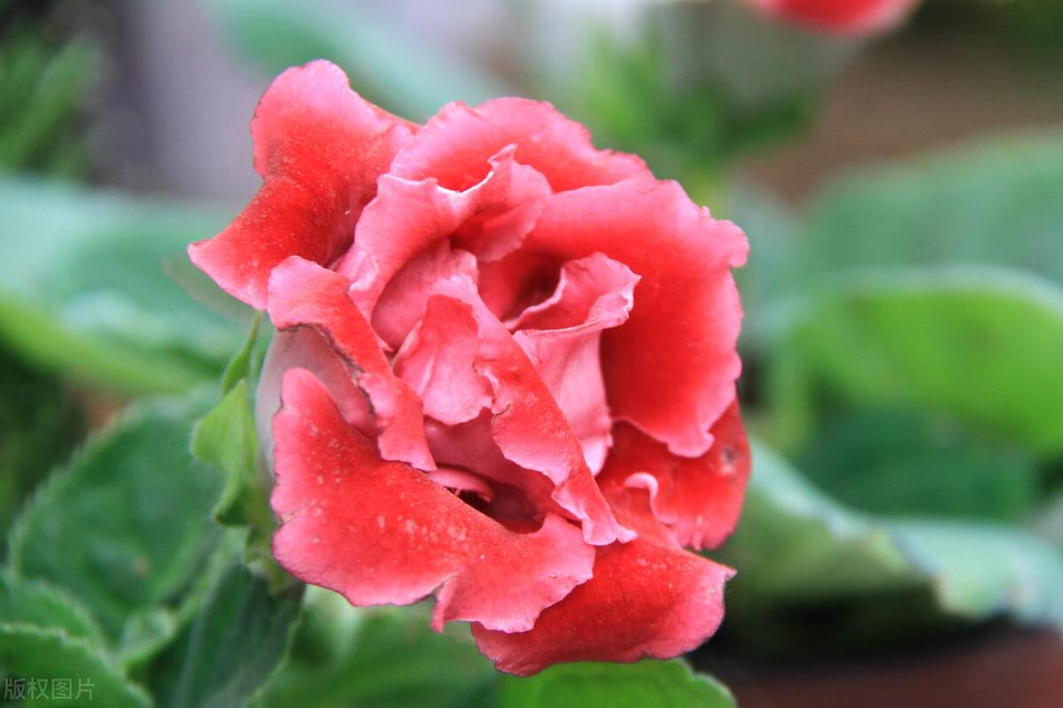 大岩桐花没开花苞蔫了怎么回事,草本牡丹花的各种图片