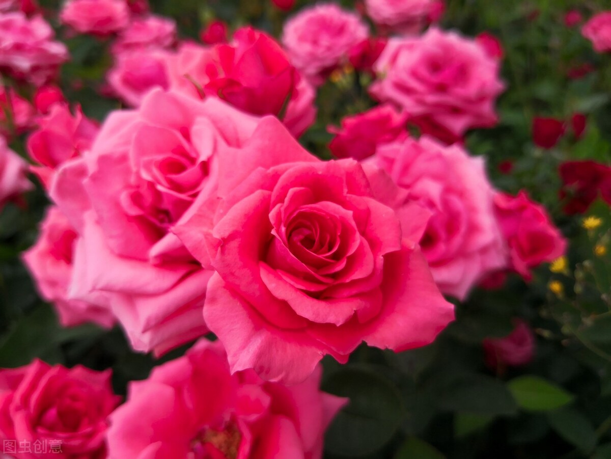 爱是一种无悔的等待,真正的爱是一生的守候