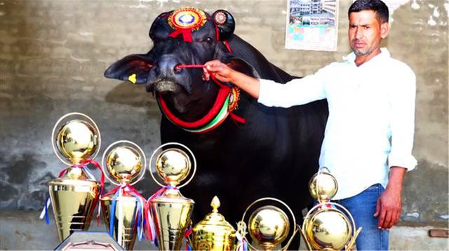 摩拉水牛卖价,摩拉水牛为什么这么便宜