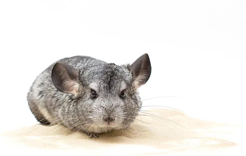 素食宠物食品,素食宠物零食有哪些品种