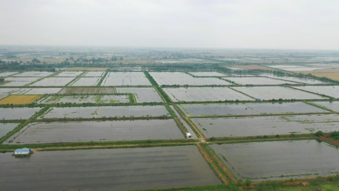 白马寺镇：发展顾问成为农户致富的“香饽饽”