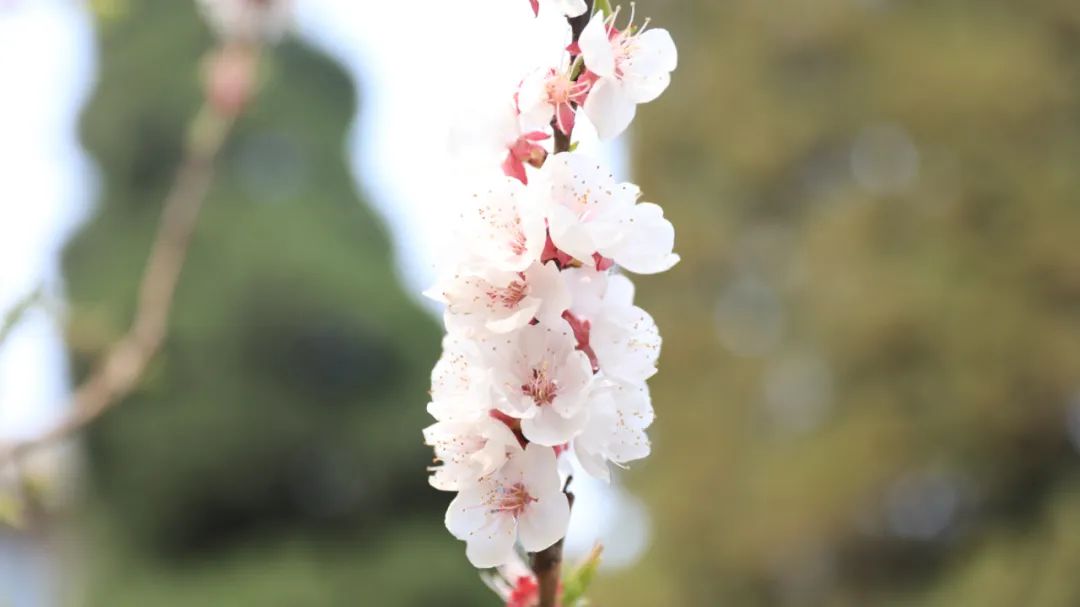 濮阳县人民医院：角落盛开英雄花