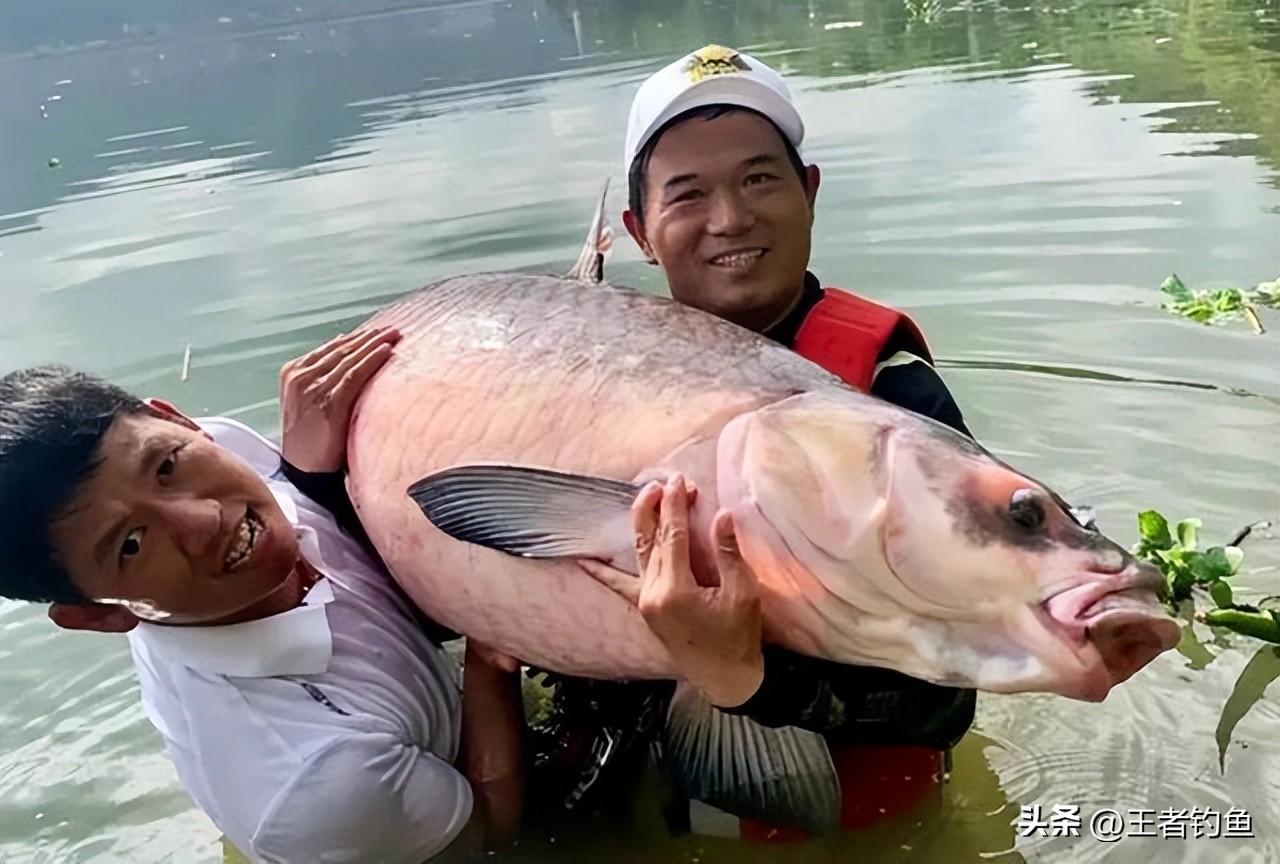 钓鱼界大咖邓刚现身万峰湖野钓赛,邓刚最多一次钓多少斤鱼