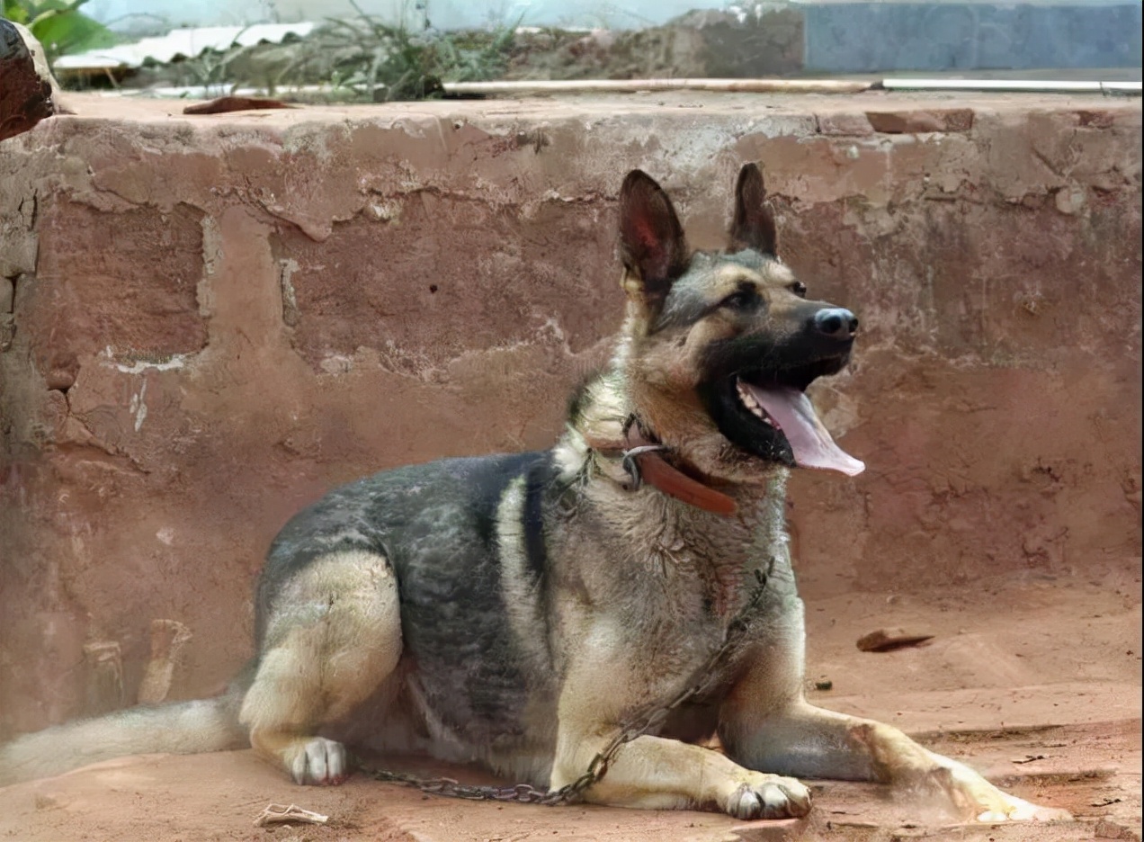 100多种名犬图片大全大图高清,100多种名犬图片大全大图