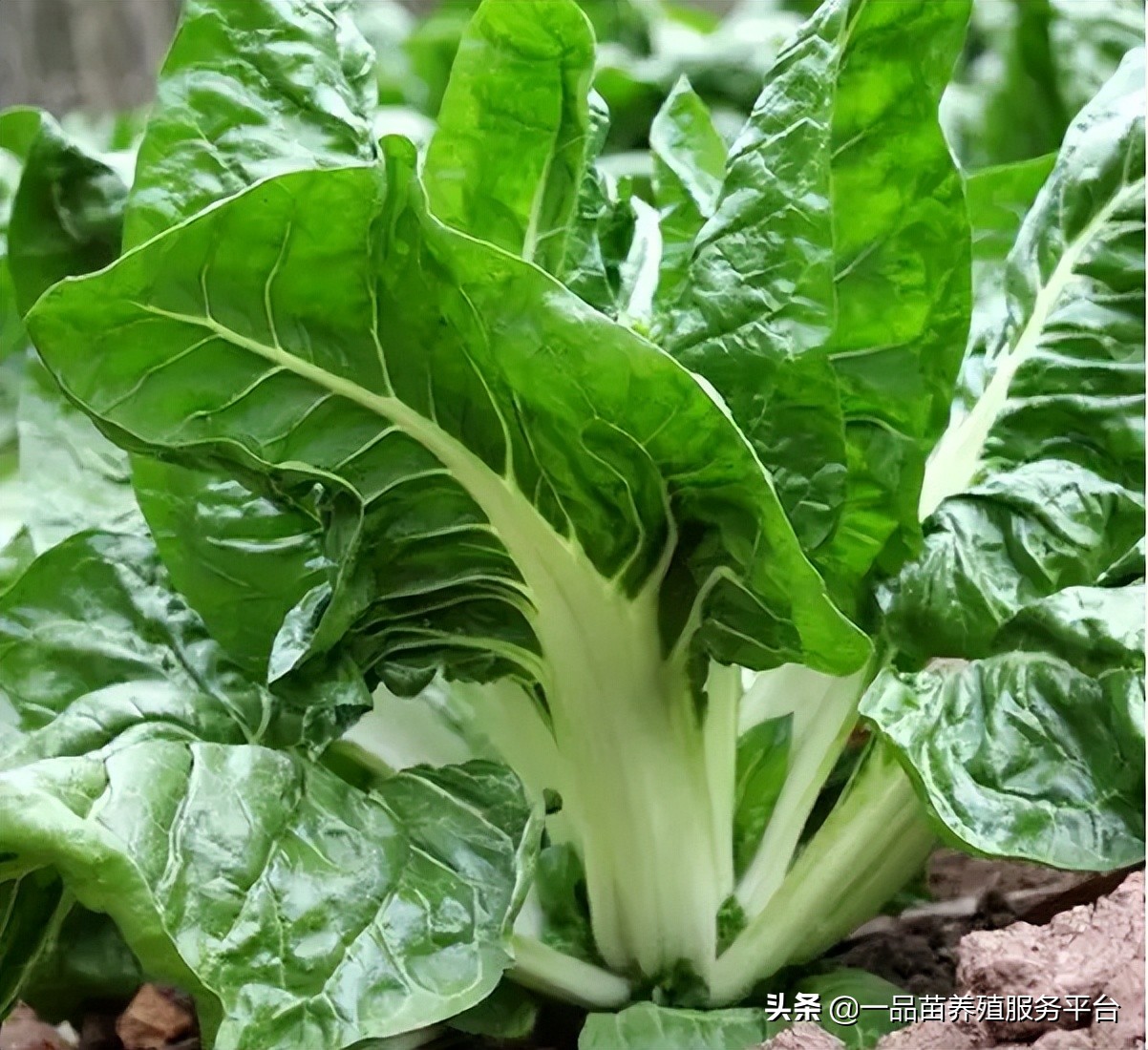 养鸡不能喂的五种菜,三农养鸡小妙招农村散养土鸡