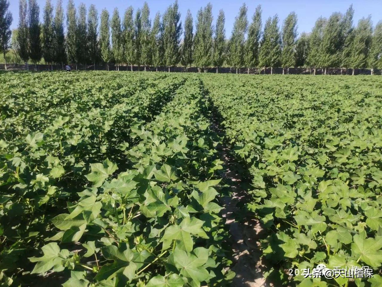 棉花现蕾少怎么回事,棉花分布不均匀怎么办
