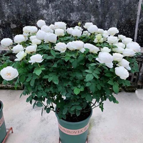 白花月季汇粹：白雪公主、藤冰山、婚礼之路、波莱罗、加百列