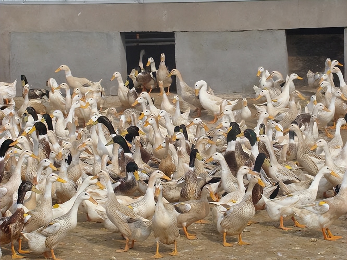 青年鸭饲养管理,青年蛋鸭的饲养与管理