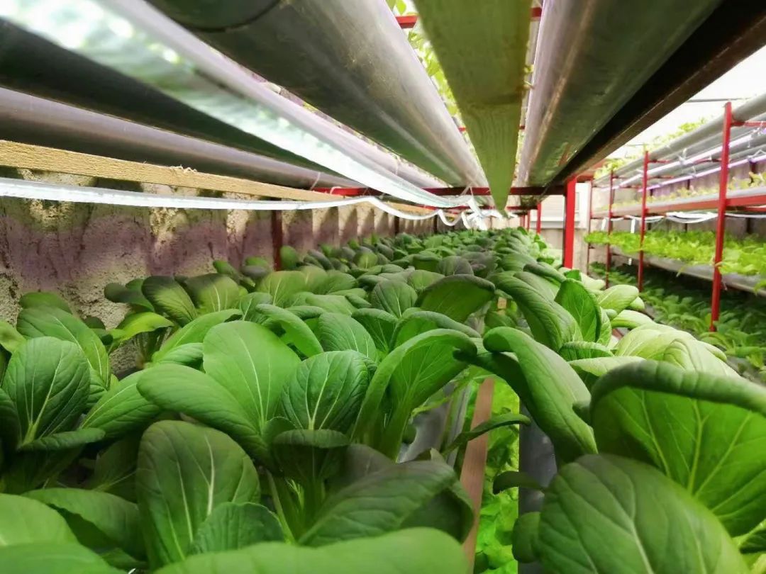 世界杯梅西c罗lv,世界杯梅西c罗