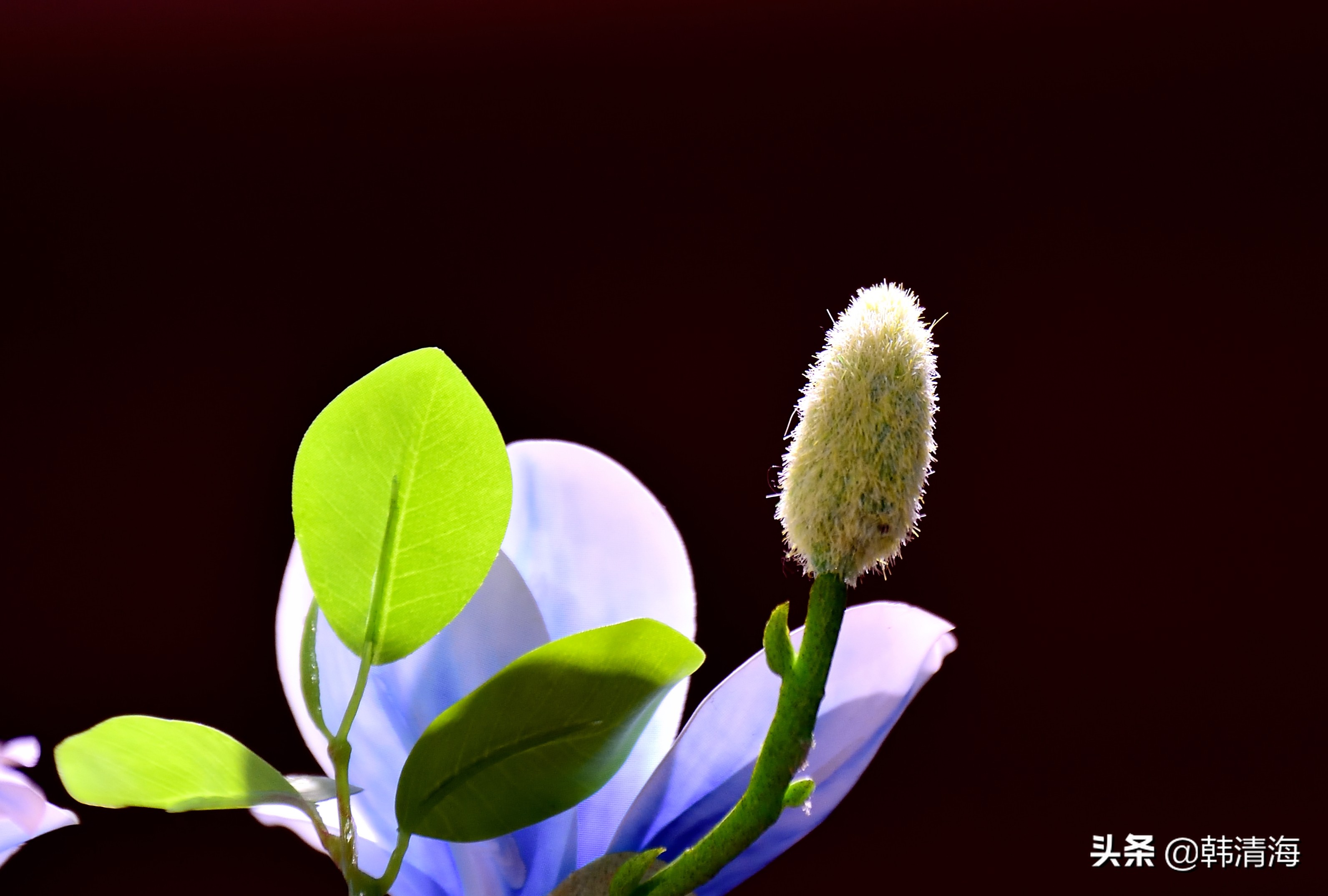 花香满屋真假自辩