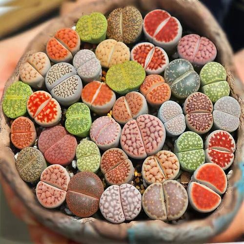 十二卷多肉的品种图鉴,100种多肉植物图片大全