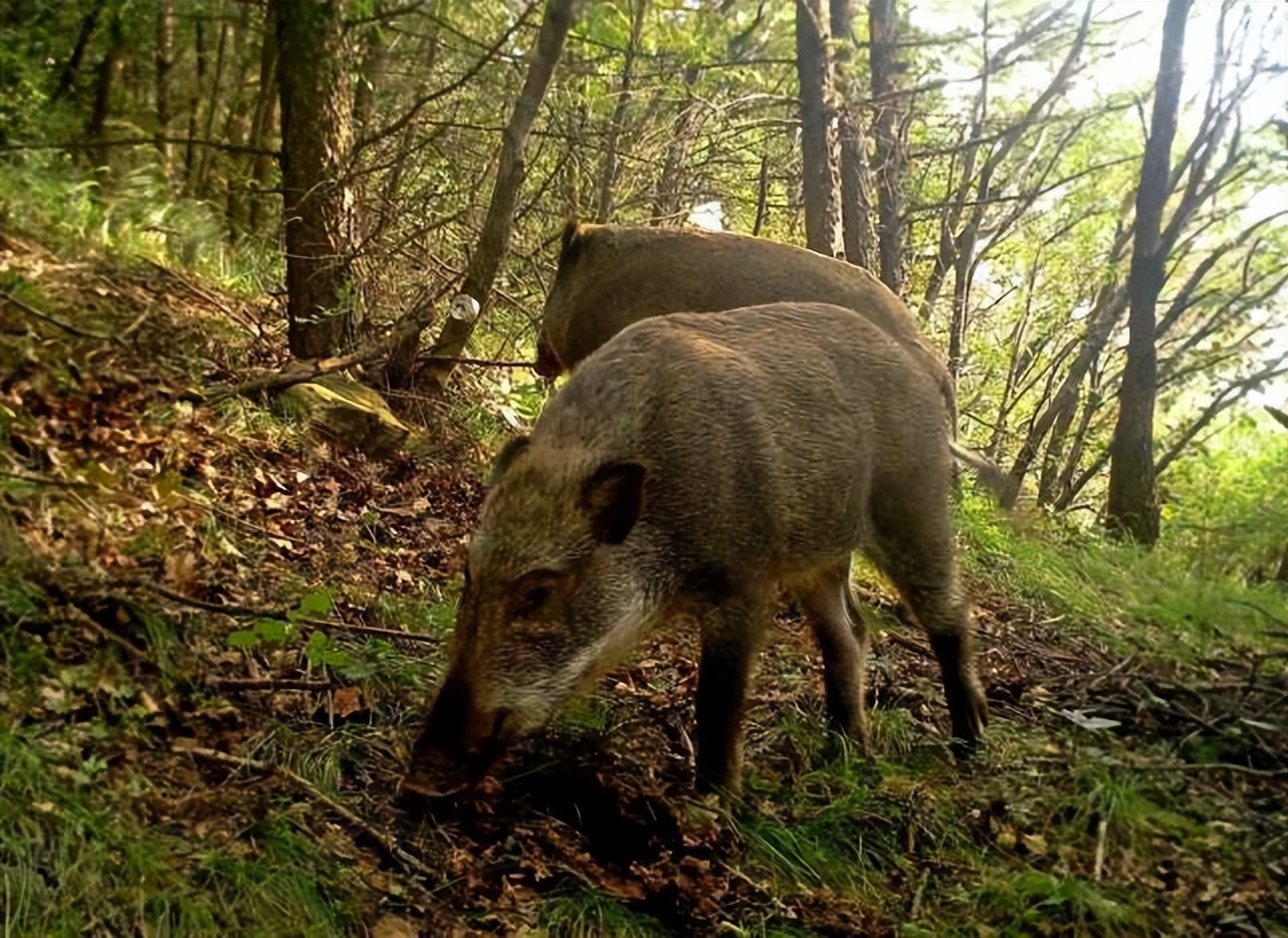 野猪老虎熊战斗力,一猪二熊三老虎谁最厉害