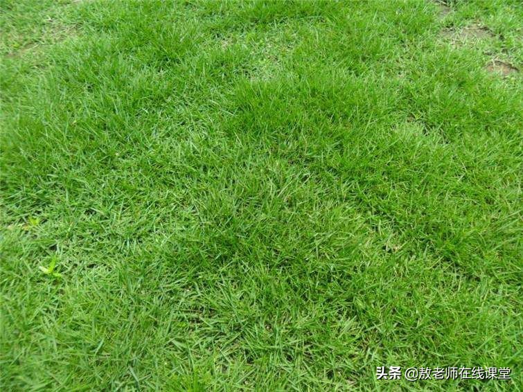 景观园林设计草坪作用,草坪景观设计原则