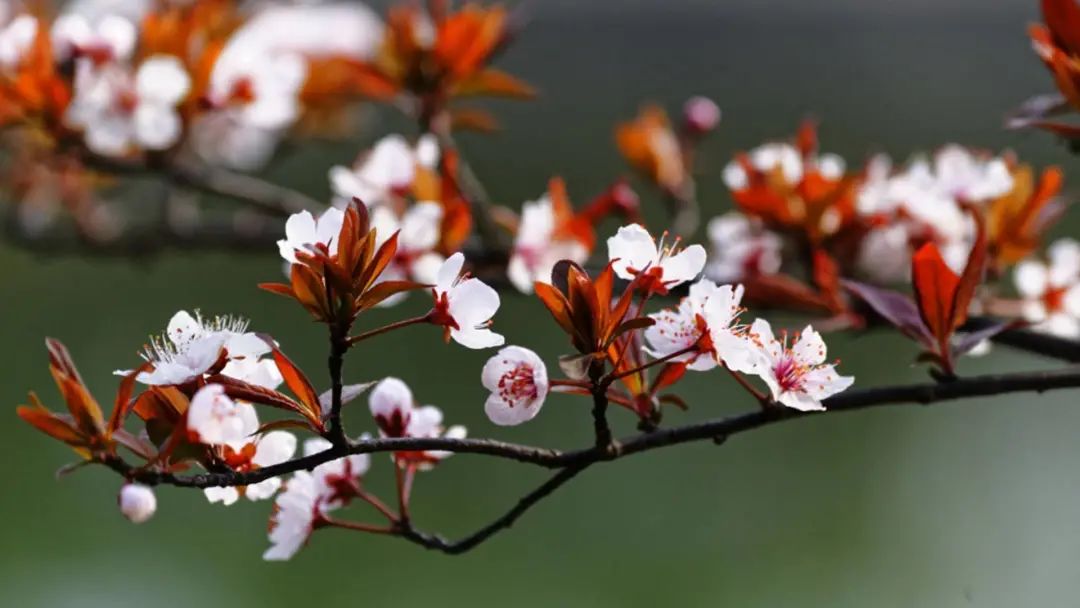开花植物大全100种,实用分享30款小型开花树种介绍