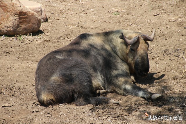 沈阳森林动物园缆车,自驾沈阳森林动物园