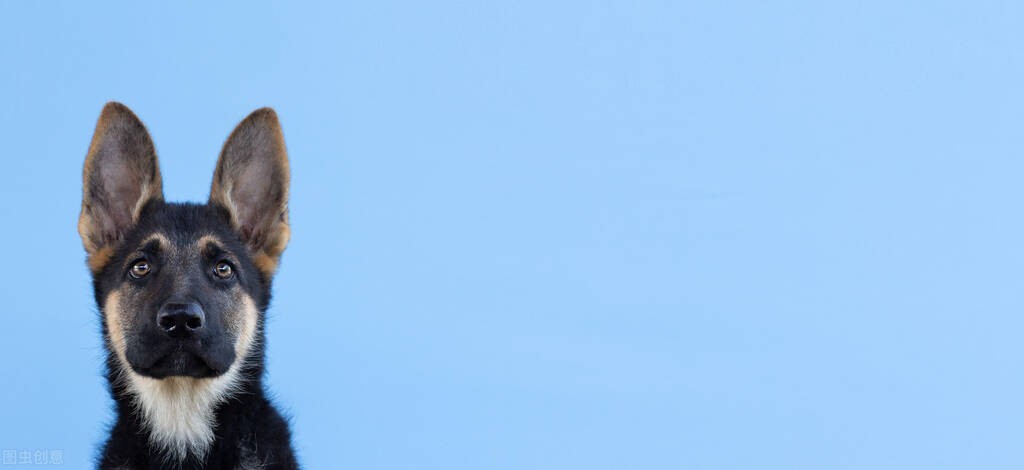 大型犬髋关节疾病,小型犬髋关节有问题怎么治疗