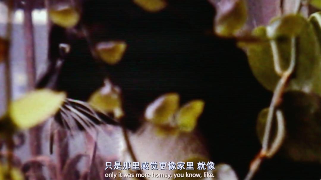 口碑炸裂的100部高分纪录片,好评第一拍立得