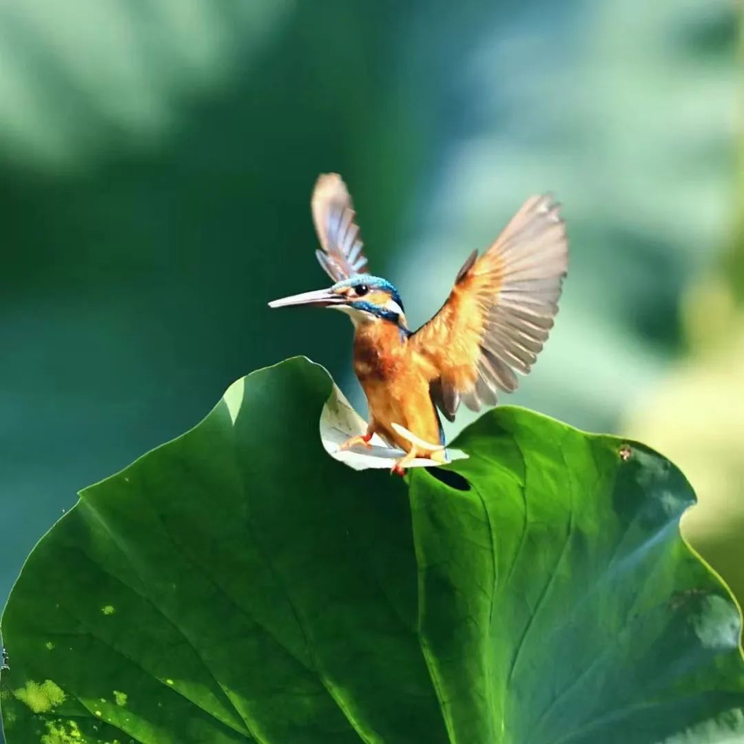 常州市内有哪些湿地公园,常州市新北区生态公园