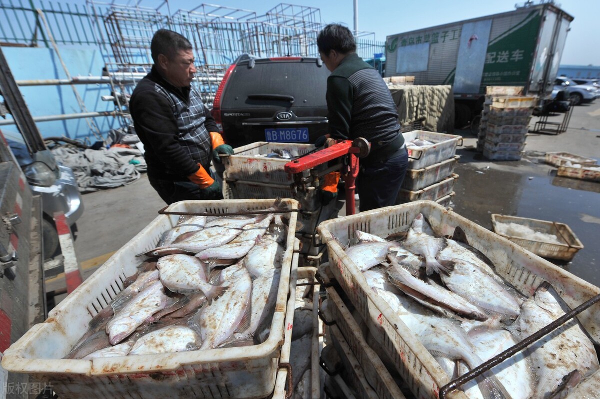 青岛沙子口老渔民,青岛沙子口渔民出海打鱼