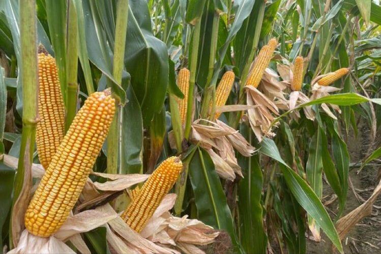 玉米价格稳中趋弱才是市场主流,目前玉米价格弱势整理分析