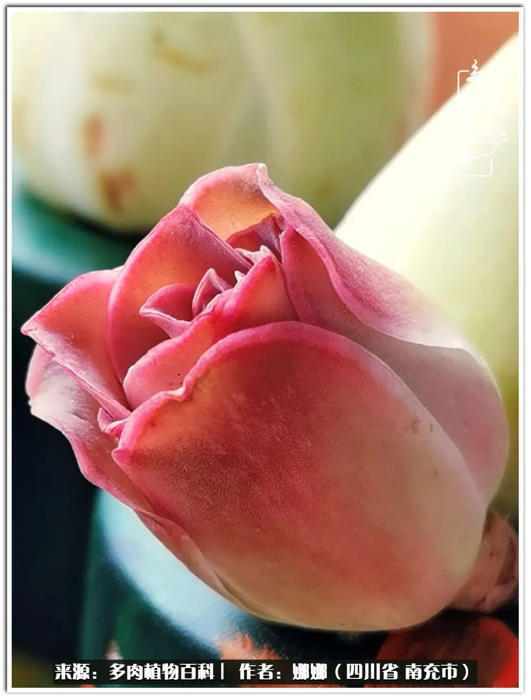 带刺的玫瑰阳台多肉,开花的玫瑰多肉