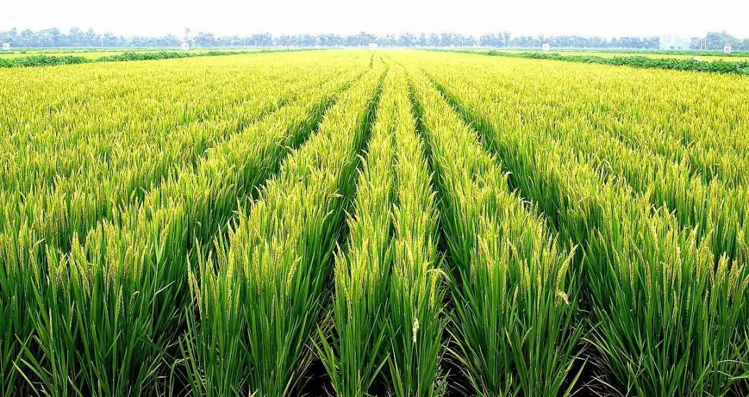 最好吃的东北大米鉴别,东北大米最好吃地方