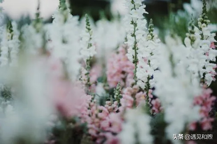 如果一个女人爱上你你会宠她吗,你知道一个女人爱上你她会怎样吗