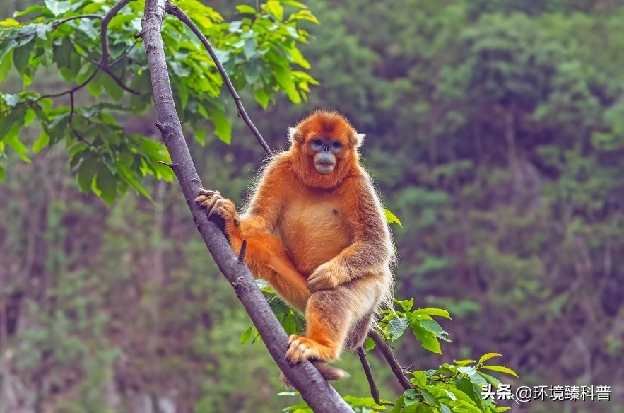 盘点中国拥有的14项世界自然遗产，是否有你的家乡