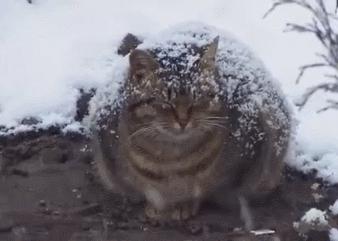 这些猫咪较为“短命”，陪你不过9年就下车了