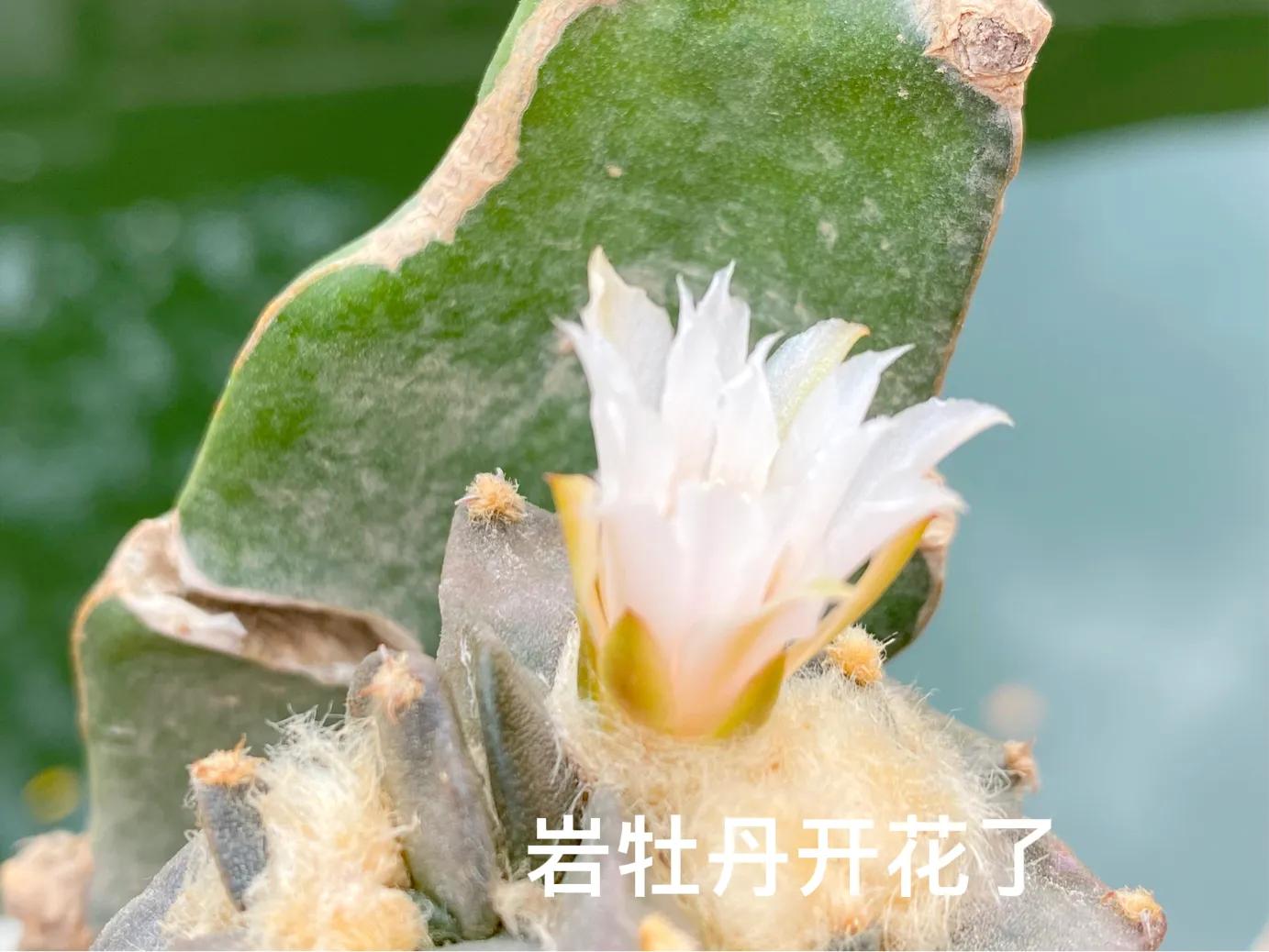 仙人球,仙人球花图片