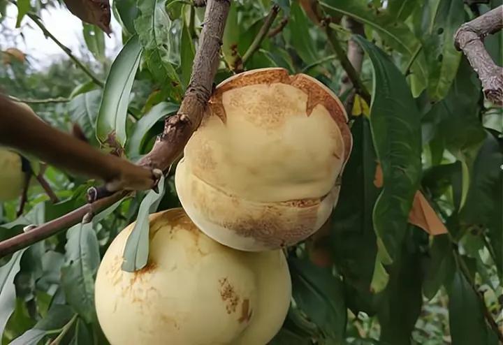 爆炸桃价格,爆炸桃为什么这么贵