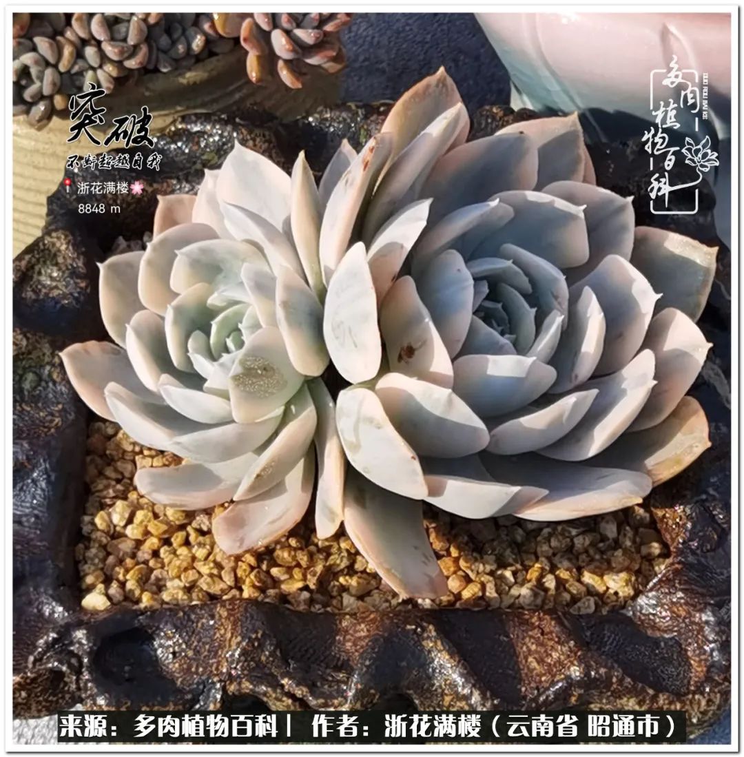 奔跑吧跑步,奔跑吧多肉盆栽